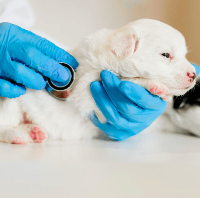 Imagem ilustrativa do curso Geriatria e Neonatologia Em Cães e Gatos