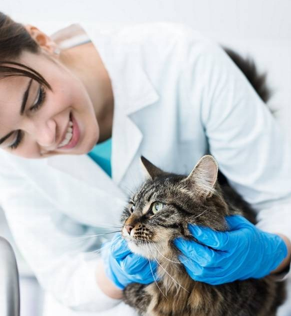 Imagem ilustrativa do curso Gestão e Medicina Veterinária