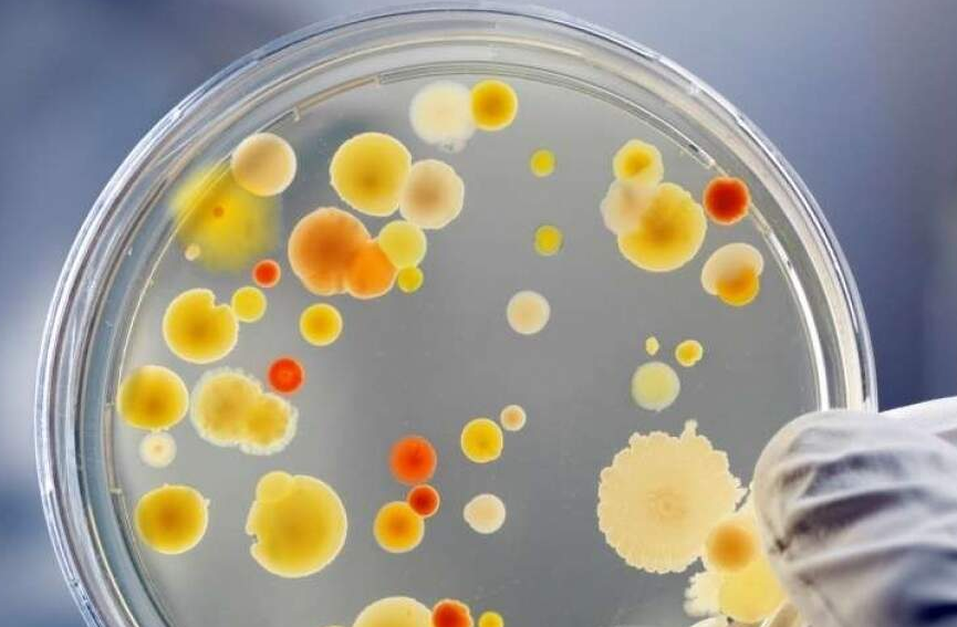 Imagem ilustrativa do curso Imunologia e Microbiologia