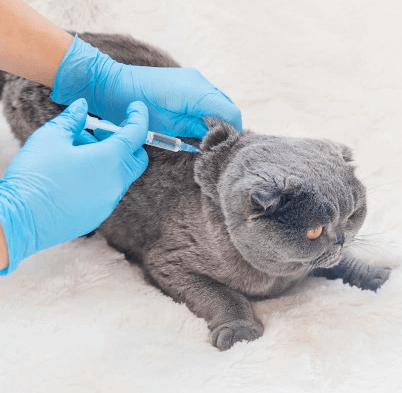 Imagem ilustrativa do curso Clínica Médica de Pequenos Animais