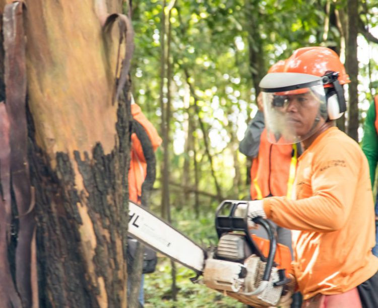 Imagem ilustrativa do curso Mba Executivo Em Gestão Ambiental e Manejo Florestal