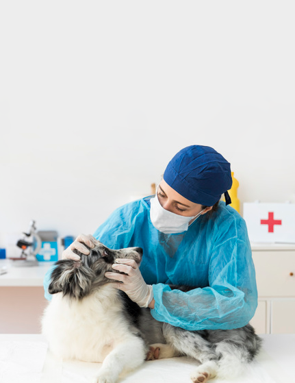 Imagem ilustrativa do curso Doenças Parasitárias e Infectologia Em Cães e Gatos