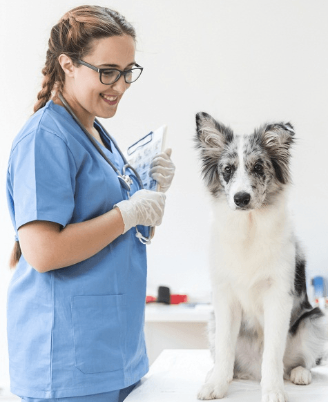 Imagem ilustrativa do curso Saúde Pública Aplicada A Medicina Veterinária