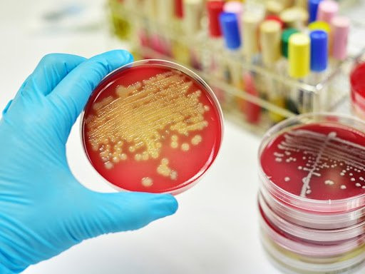Imagem ilustrativa do curso Microbiologia Avançada