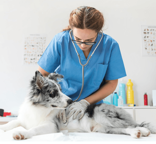 Imagem ilustrativa do curso Mba Executivo Em Gestão de Clínicas e Consultórios Veterinários