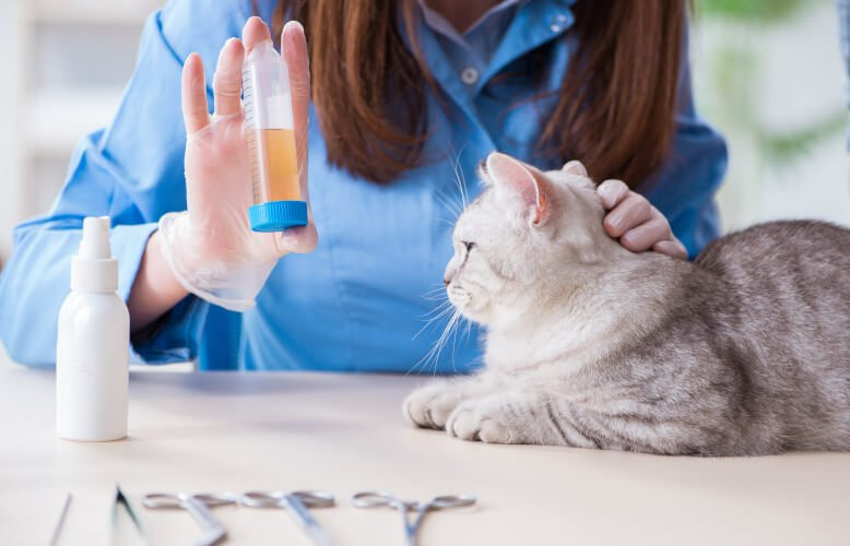 Imagem ilustrativa do curso Nefrologia e Urologia Veterinária
