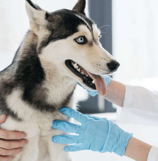 Imagem ilustrativa do curso Odontologia de Cães e Gatos