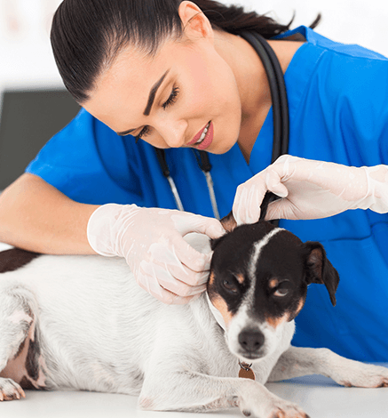 Imagem ilustrativa do curso Tratamento Cirúrgico e de Feridas Em Cães e Gatos
