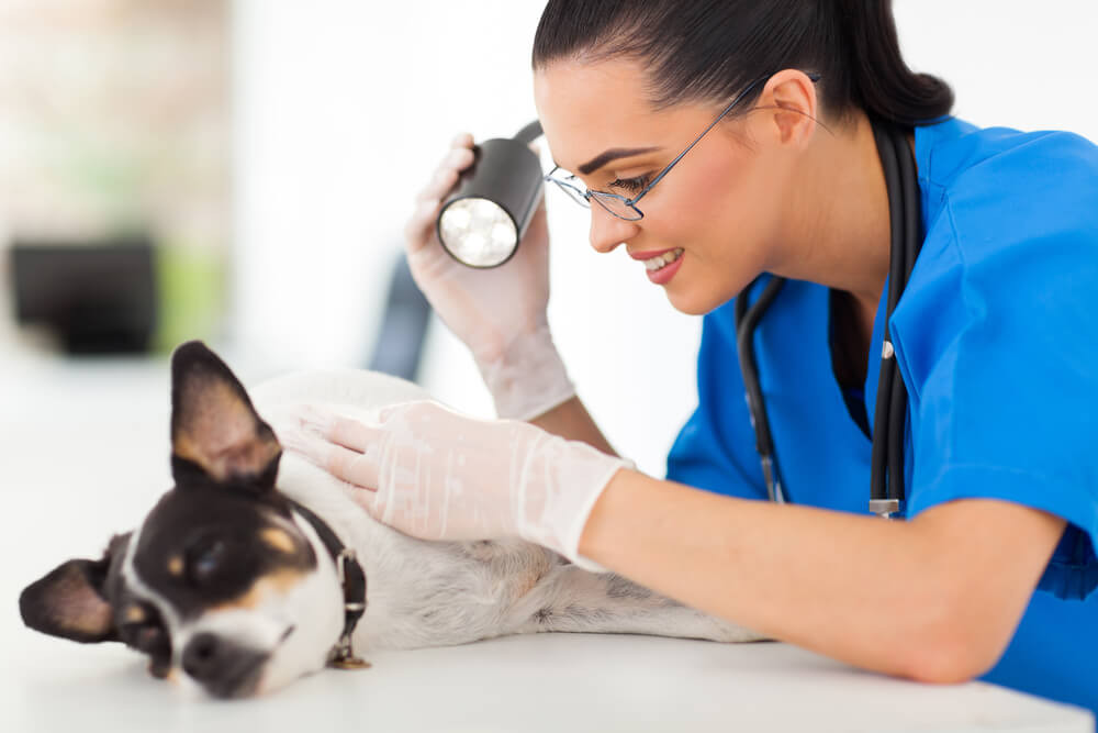 Imagem ilustrativa do curso Dermatologia Em Cães e Gatos