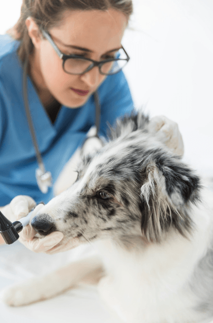 Imagem ilustrativa do curso Medicina Veterinária Legal