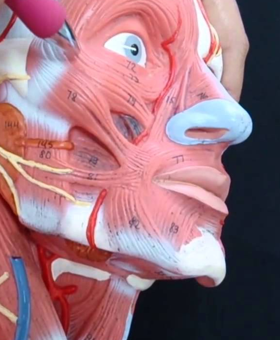 Imagem ilustrativa do curso Anatomia do Aparelho Locomotor