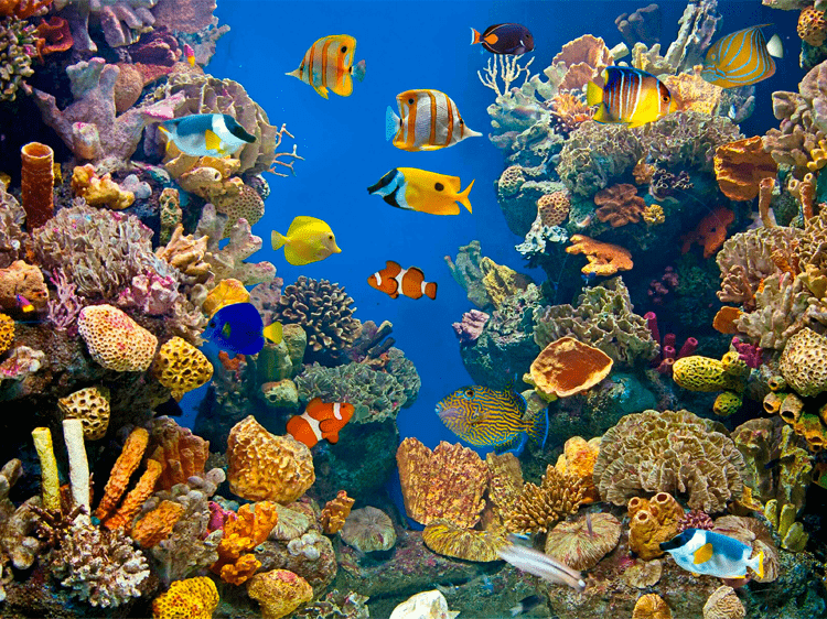 Imagem ilustrativa do curso Ecologia e Biodiversidade