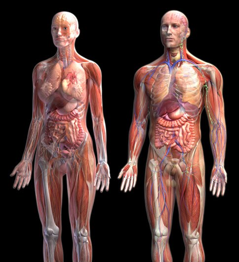 Imagem ilustrativa do curso Anatomia Funcional