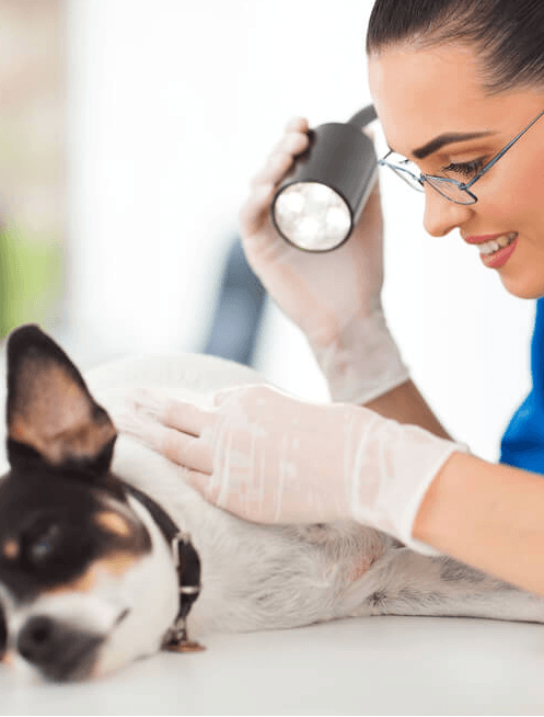 Imagem ilustrativa do curso Estudos Em Dermatologia Veterinária