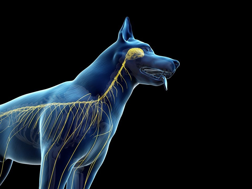 Imagem ilustrativa do curso Neurologia Em Pequenos Animais