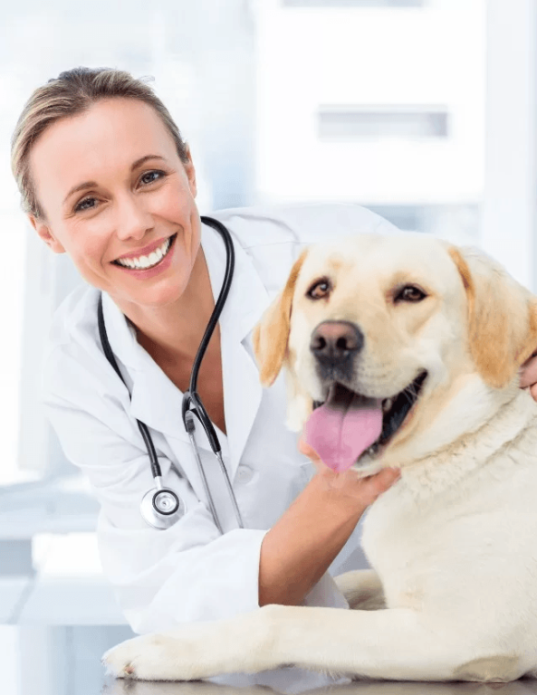 Imagem ilustrativa do curso Endocrinologia Veterinária