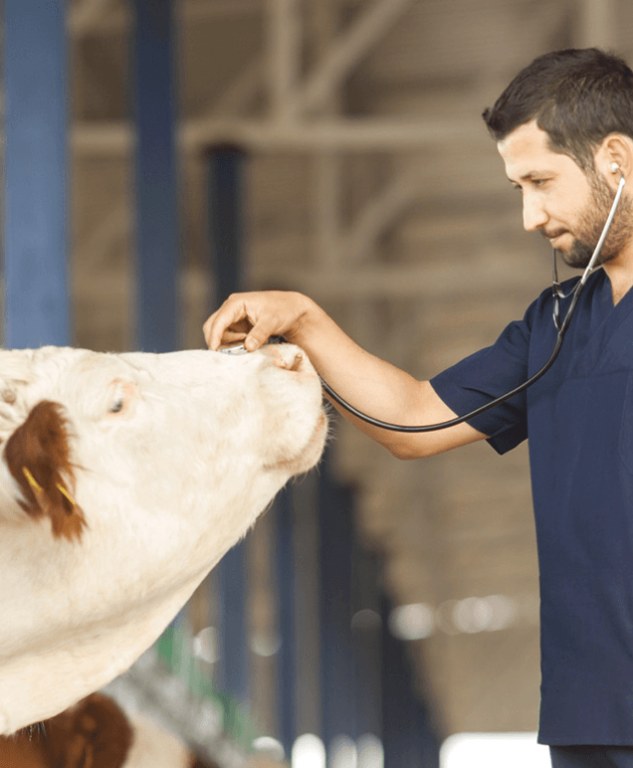 Imagem ilustrativa do curso Inspeção Veterinária