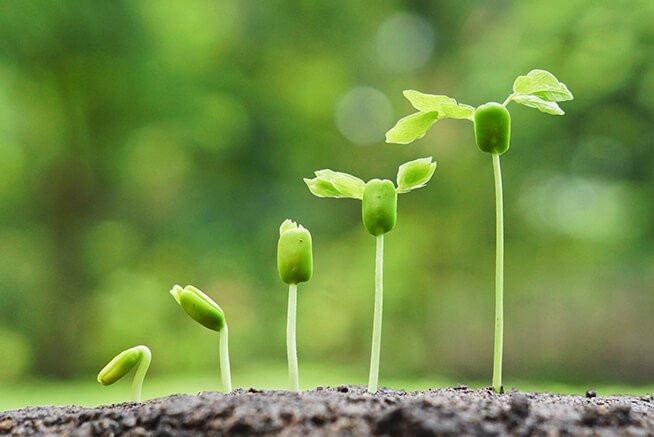 Imagem ilustrativa do curso Fertilidade, Manejo de Solos e Nutrição de Plantas