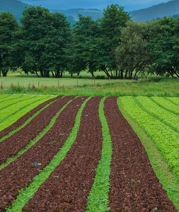 Imagem ilustrativa do curso Agricultura e Agronegócio