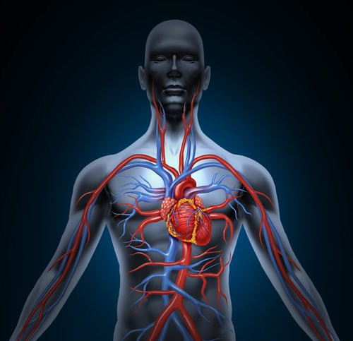 Imagem ilustrativa do curso Fisiologia Humana Aplicada A Ciências da Saúde