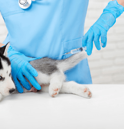 Imagem ilustrativa do curso Anestesia Veterinária, Dor e Cuidados Paliativos