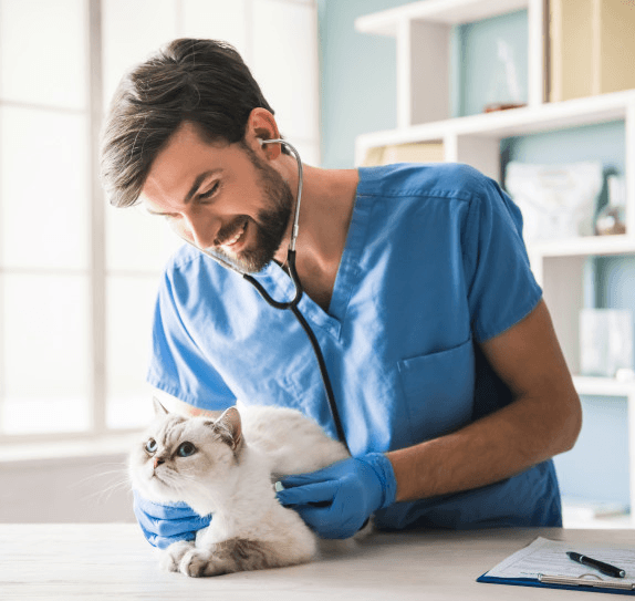 Imagem ilustrativa do curso Clínica Médica de Gatos