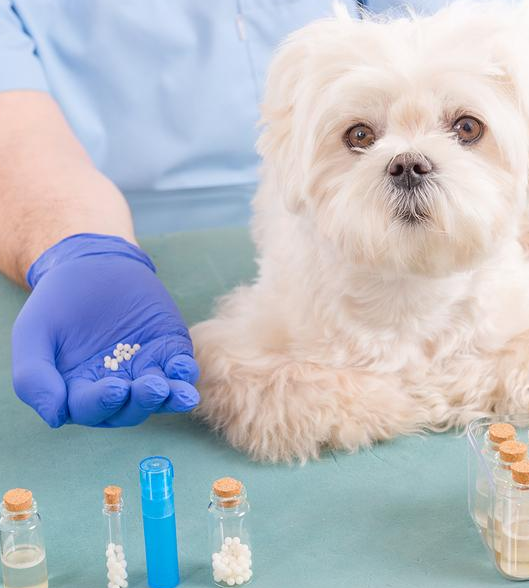 Imagem ilustrativa do curso Homeopatia Aplicada Aos Animais