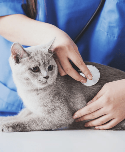 Imagem ilustrativa do curso Estudos Em Terapêutica Veterinária
