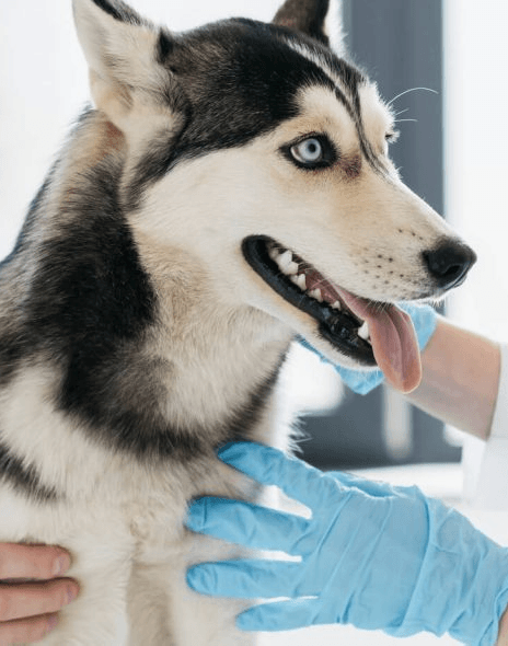 Imagem ilustrativa do curso Patologia e Parasitologia Veterinária
