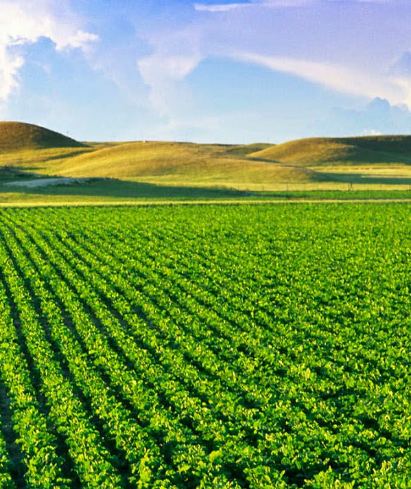 Imagem ilustrativa do curso Mba Em Agronegócios
