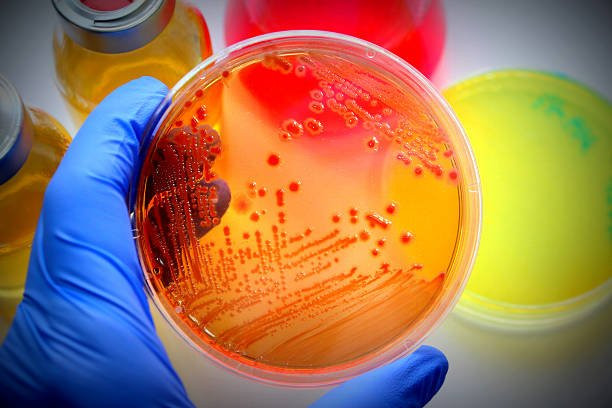 Imagem ilustrativa do curso Microbiologia Básica e Clínica