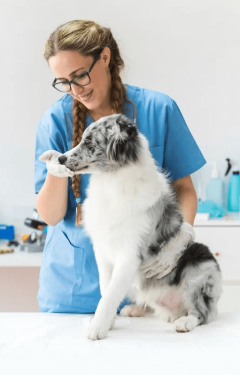 Imagem ilustrativa do curso Dermatologia Veterinária