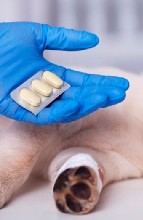 Imagem ilustrativa do curso Manipulação de Produtos Veterinários