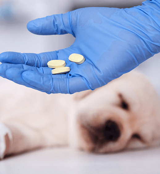 Imagem ilustrativa do curso Estudos Em Farmacologia Veterinária