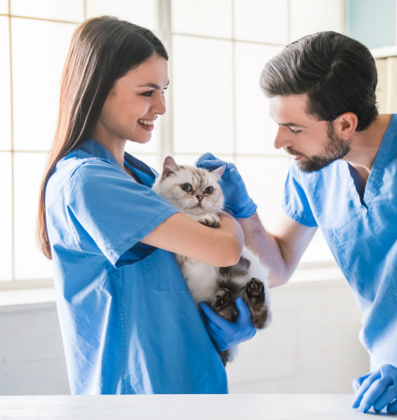Imagem ilustrativa do curso Medicina Veterinária do Coletivo