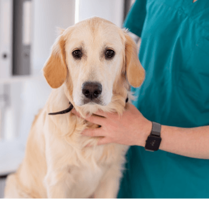 Imagem ilustrativa do curso Oncologia Veterinária de Pequenos Animais